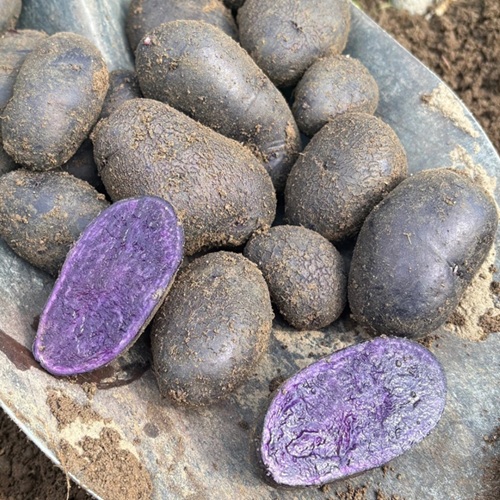 NG PURPLE FIESTA (NEW)