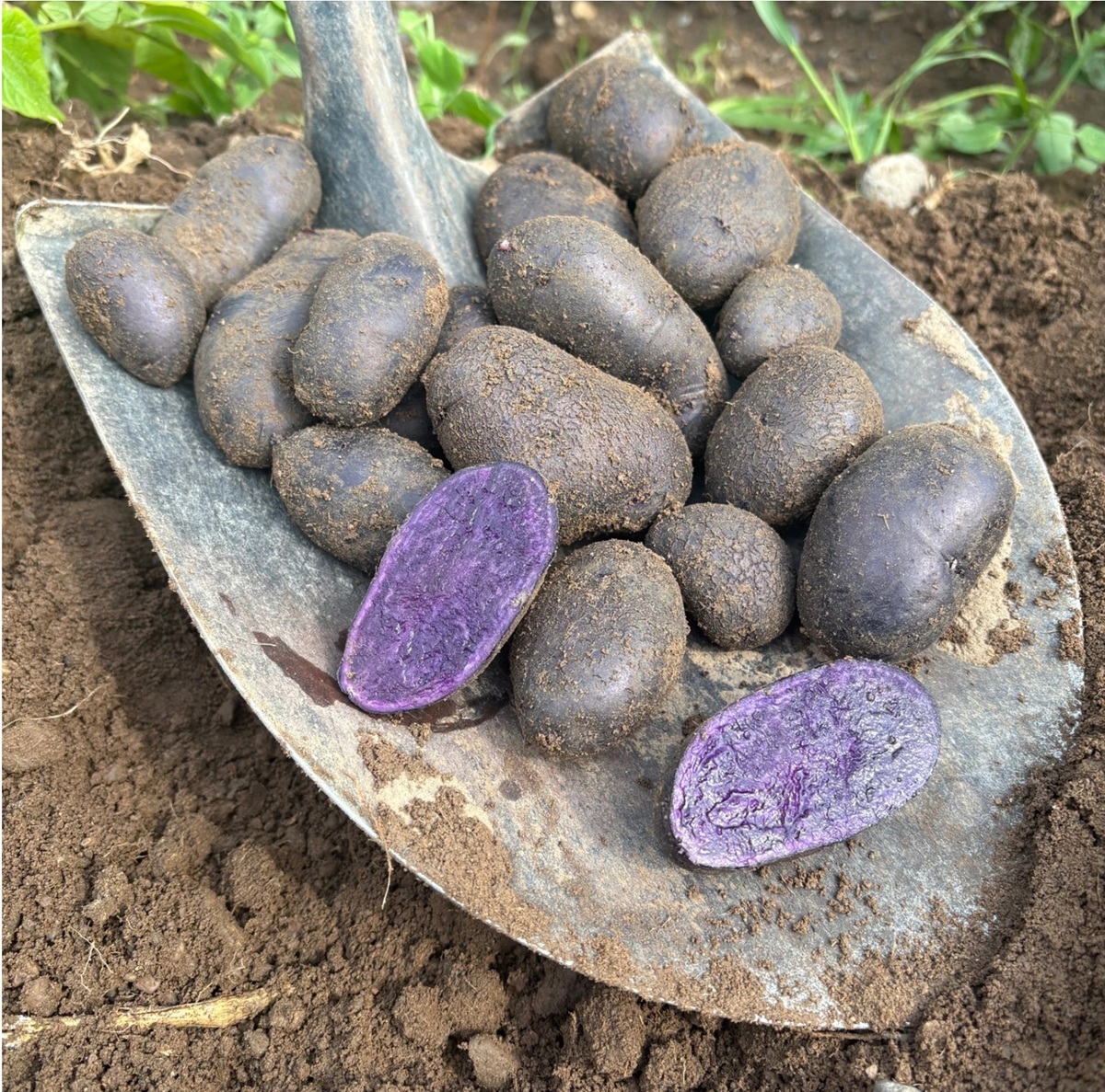 Sitemapcdatahttpfedykniqoocomalbizia New Purple