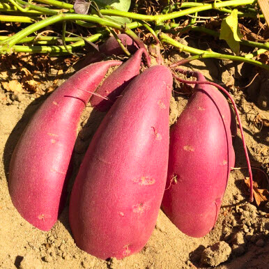 Sweet Potato Slips - OG Vermillion (NEW)