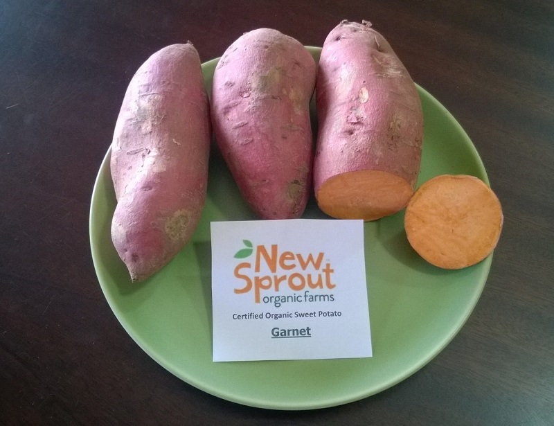 Sweet Potato Slips - OG Garnet