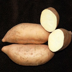 Sweet Potato Slips - OG White Bonita
