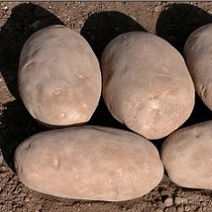 Conventionally Grown Seed Potatoes