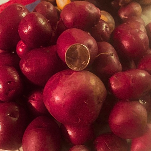 Organic Cikliman (New)