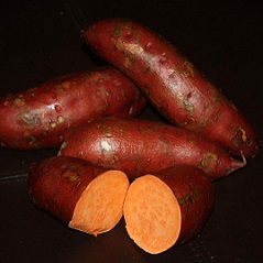 Sweet Potato Slips - Garnet