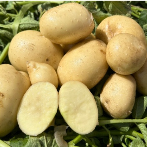 Organic Lamoka (New)