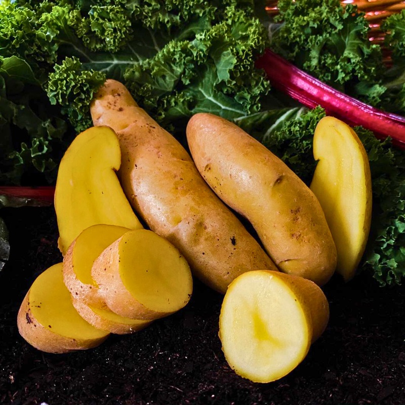 NG Austrian Crescent