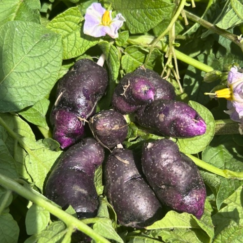 Organic Purple Violet (New)