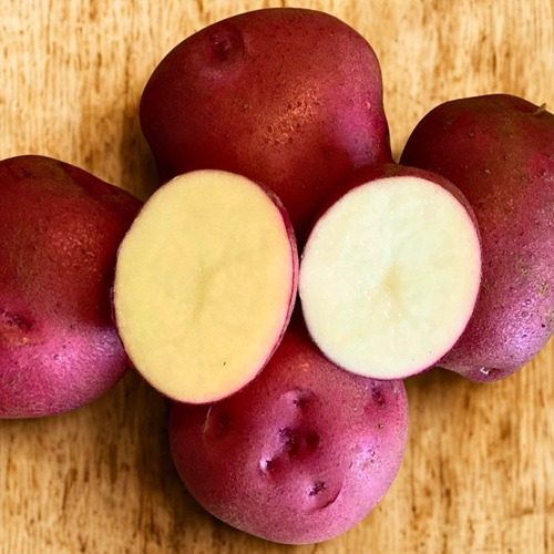 Organic Red Maria (New)