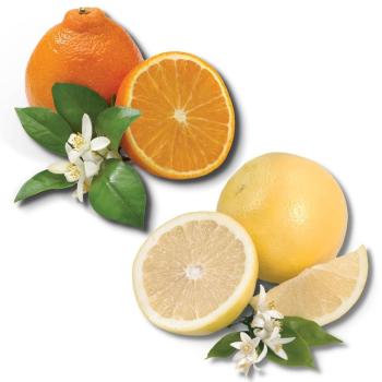 Product Image of Honeybells and White Grapefruit
